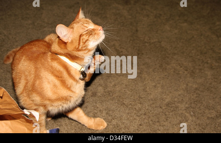 Ingwer Katze kratzen Stockfoto