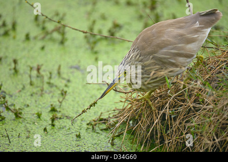 Indischen Teich Heron oder Paddybird (Ardeola Grayii) Warnung für Fische in einem See in Bharatpur Vogelschutzgebiet. Stockfoto