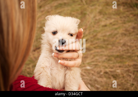 Welpe Stockfoto