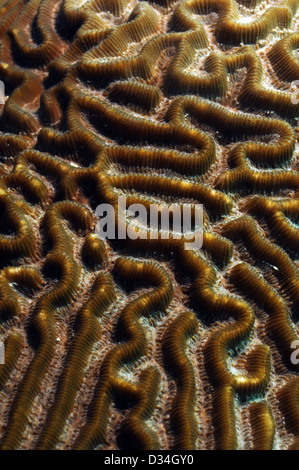 Schließen Sie herauf Bild der Hirnkoralle im Ozean mit Makro-details Stockfoto