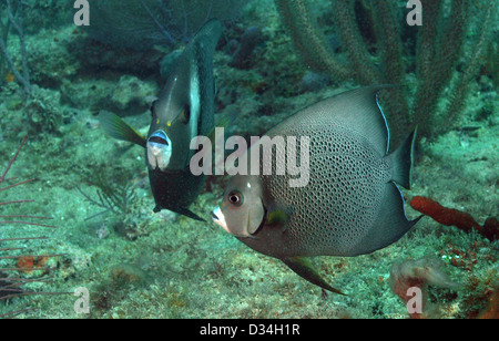 Pomacanthus Arcuatus, aka grauen Kaiserfisch im Ozean Stockfoto