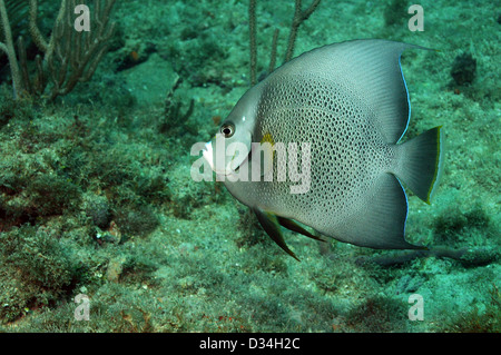 Pomacanthus Arcuatus, grauen Kaiserfisch, Schwimmen gegen Unterwasser Seestück Stockfoto