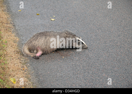 Einen Toten Dachs an der Seite einer Straße (in Frankreich in diesem Fall). Stockfoto