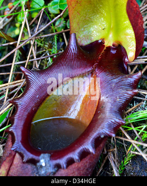 Kannenpflanze (Nepenthes Rajah) in Wild. Kinabalu National Park, Sabah, Borneo, Malaysia. Stockfoto