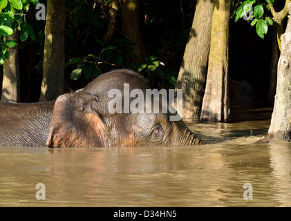 Sperlingskauz Elefanten im Fluss Kinabatangan spielen. Sabah, Borneo, Malaysia. Stockfoto