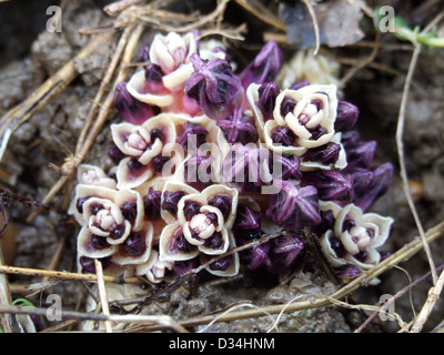 Toothwort Lathraea squamaria Stockfoto