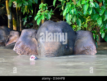 Sperlingskauz Elefanten im Fluss Kinabatangan spielen. Sabah, Borneo, Malaysia. Stockfoto