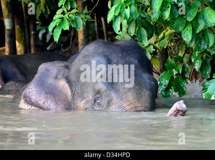 Sperlingskauz Elefanten im Fluss Kinabatangan spielen. Sabah, Borneo, Malaysia. Stockfoto