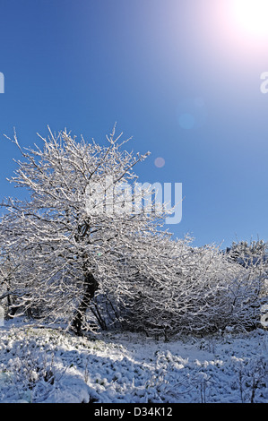 Winter Park im Schnee Stockfoto