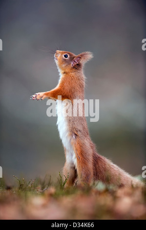 Eichhörnchen auf Hinterbeinen stehend Stockfoto