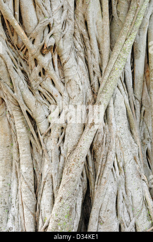 Eine Nahaufnahme Fotos der Textur einen Ficus-Baum-Stamm und Wurzeln Stockfoto