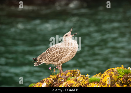 Küken Silbermöwe, Larus argentatus Stockfoto