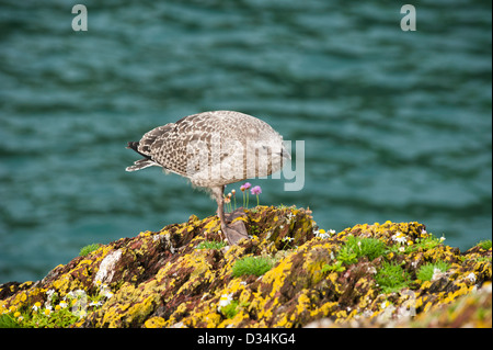 Küken Silbermöwe, Larus argentatus Stockfoto