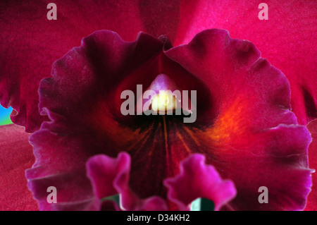 Nahaufnahme von rosa Orchidee Blume in voller Blüte auf weißem Hintergrund Stockfoto