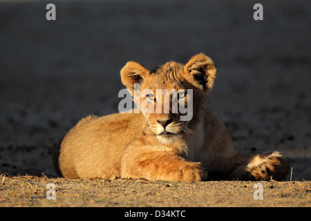 Afrikanische Löwenjunges (Panthera Leo) im frühen Morgenlicht, Kalahari-Wüste, Südafrika Stockfoto