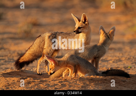 Cape Füchse (Vulpes Chama) in ihrer Höhle im frühen Morgenlicht, Kalahari-Wüste, Südafrika Stockfoto