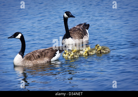 Kanada-Gans Familie schwimmen im See Stockfoto