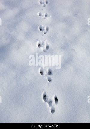 Tiere (Hase oder Kaninchen) Fußspuren im Schnee Stockfoto