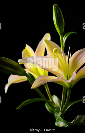 weiße Stargazer Lilie Blume auf schwarzem Hintergrund Stockfoto