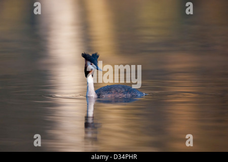 Haubentaucher auf golden gefärbtes Wasser Podiceps cristatus Stockfoto