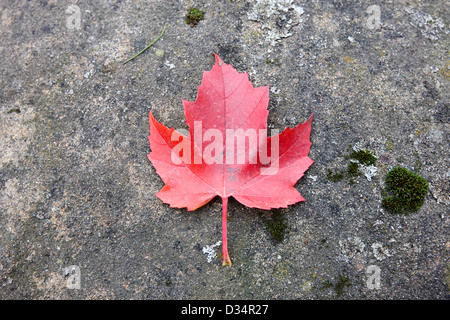 roten gefallenen kanadische Maple Leaf liegt auf einem Felsen in Vancouver BC Kanada Stockfoto