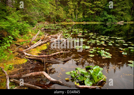 Teich gebildet von Beaver dam auf der Tongass National Forest in Southeast Alaska, in der Nähe von Sitka, USA Stockfoto