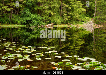 Teich gebildet von Beaver dam auf der Tongass National Forest in Southeast Alaska, in der Nähe von Sitka, USA Stockfoto