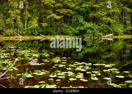 Teich gebildet von Beaver dam auf der Tongass National Forest in Southeast Alaska, in der Nähe von Sitka, USA Stockfoto