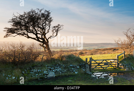 Knorrigen Baum und Gateway in Steinmauer auf Dartmoor, Devon UK Stockfoto