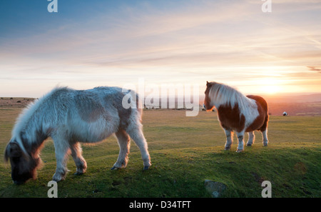 Zwei Weiden Dartmoor Ponys bei Sonnenuntergang auf Dartmoor, Devon UK Stockfoto