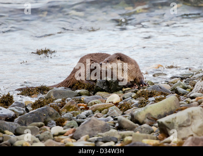 Eurasische Fischotter auf Loch Spelve Isle of Mull, Schottland Stockfoto