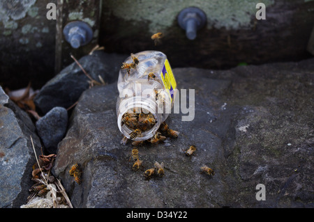 Westliche Honigbienen (Apis Mellifera) Schlemmen auf verschüttete Glas süßen Sirup gegossen auf dem Boden. Stockfoto