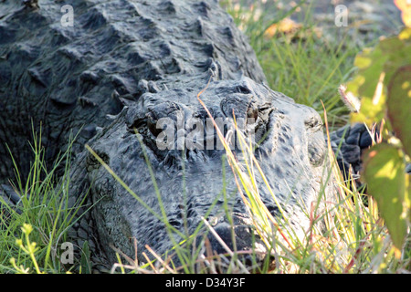 Ein amerikanischer Alligator stalking in den Rasen an den Ufern des küstennahen Feuchtgebieten Stockfoto