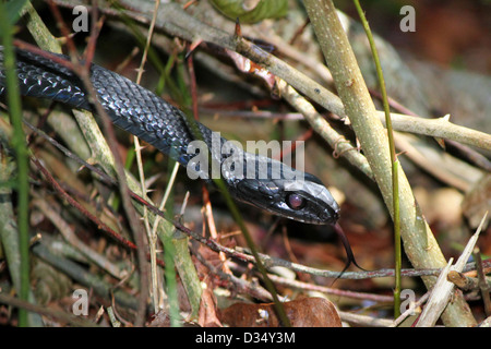 Eine südliche Black Racer Schlange schlängelt sich durch das Unterholz. Stockfoto