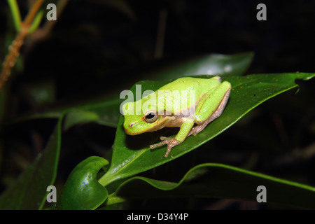 Eine amerikanische Green Tree Frog ruht auf einem Blatt. Stockfoto
