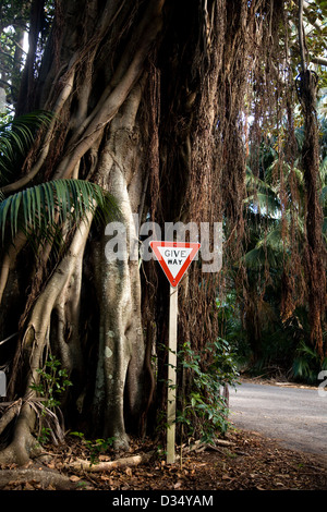 Banyan Tree und Straße Zeichen Lord Howe Island New South Wales Australien Stockfoto