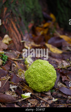 Einem einzigen ungenießbar Osage orange Maclura Pomifera (Raf). Schneidegger auf Boden fallen gelassen, während der Herbstsaison Stockfoto