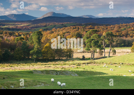 Weatherlam und der alte Mann von Coniston im Herbst (Herbst) über Grizedale Forest angesehen Stockfoto