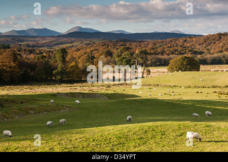 Weatherlam und der alte Mann von Coniston im Herbst (Herbst) über Grizedale Forest angesehen Stockfoto