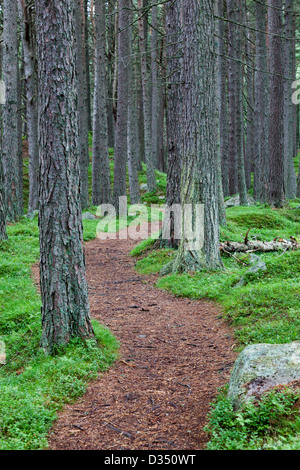 Ein gewundener Pfad in den Pinienwäldern von Schottland Stockfoto