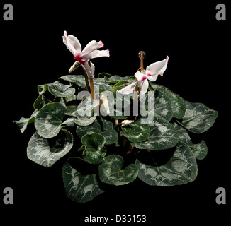 Blühende weiße Alpenveilchen auf dem schwarzen Hintergrund (Cyclamen Midori weiss mit Auge) Stockfoto