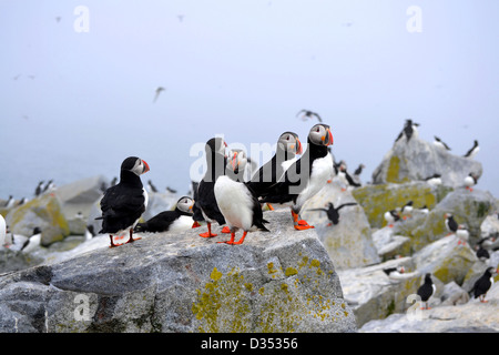 Papageientaucher auf Machias Insel auf einem Felsvorsprung Stockfoto