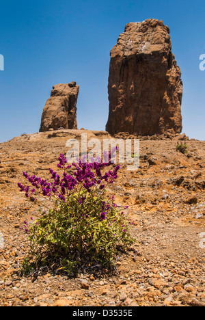 Spanien. Kanarischen Inseln. Gran Canaria. Roque Nublo Stockfoto