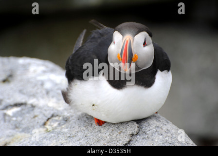 Einem einzigen Puffin Verlegung auf dem Felsvorsprung. Stockfoto