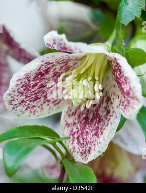 Clematis Cirrhosa var. Purpurascens "Sommersprossen" Stockfoto