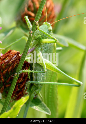 Detaillierte Makro eine große Green Bush Cricket (Tettigonia Viridissima) vor der Kamera Stockfoto