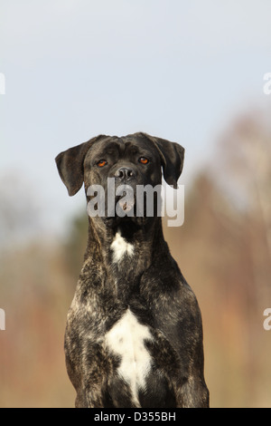 Hund Cane Corso Italienischen Molosser Erwachsene Und Welpen In Einer Wiese Stockfotografie Alamy