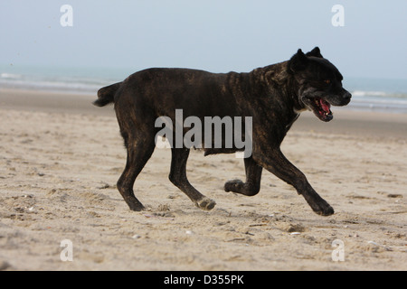 Hund Cane Corso / italienischen Molosser Erwachsenen laufen am Strand Stockfoto