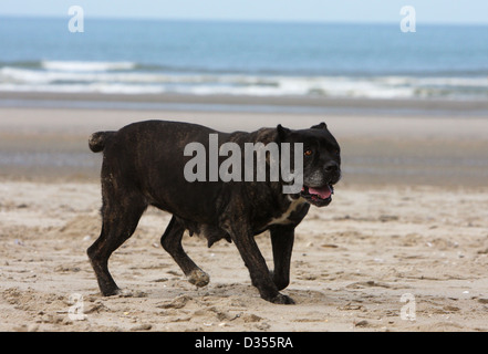 Hund Cane Corso / italienischen Molosser Erwachsenen laufen am Strand Stockfoto