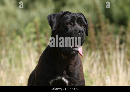 Hund Cane Corso / italienischen Molosser Erwachsenen Porträt Stockfoto